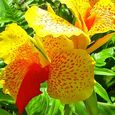 Growing Canna