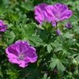 Growing Geranium sanguineum