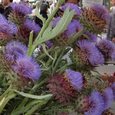 Growing Cardoon